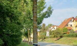 Versorgter Unfallbaum in der Eisenberger Straße