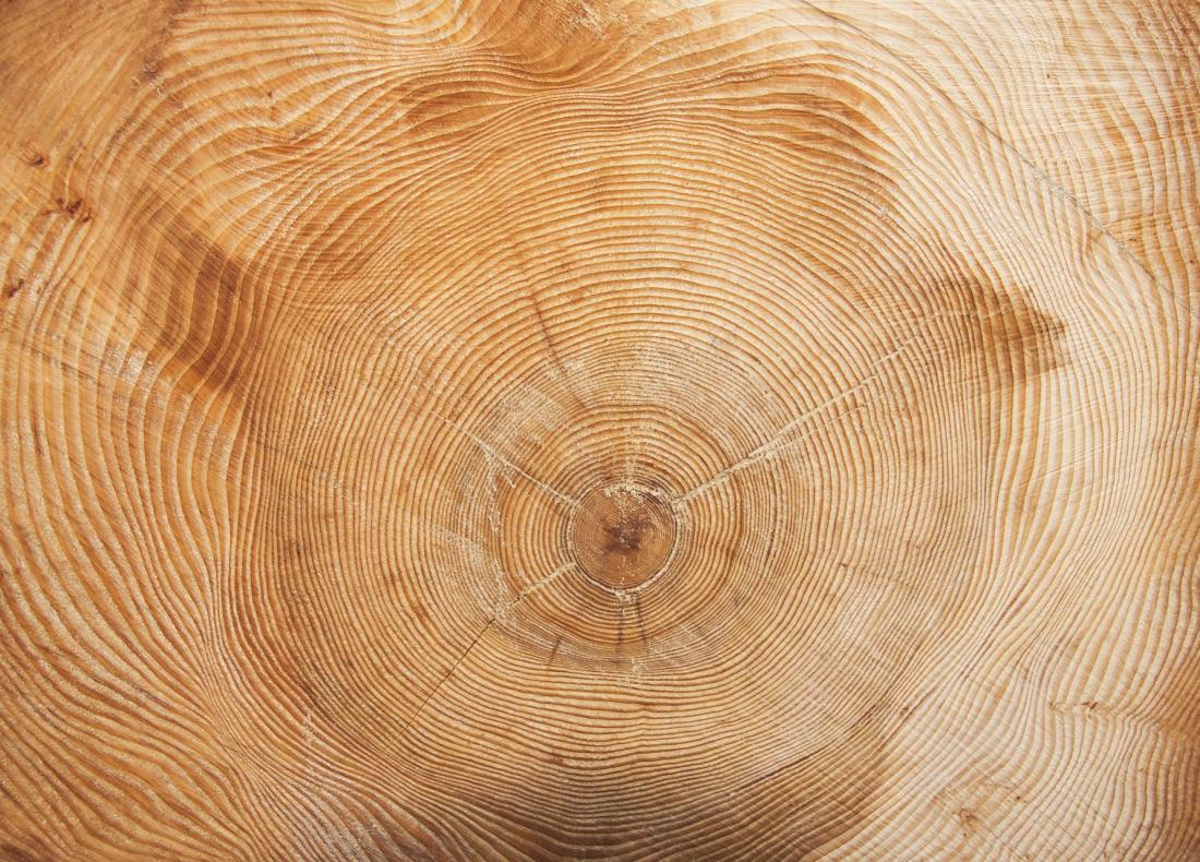 Annual rings of a tree slice